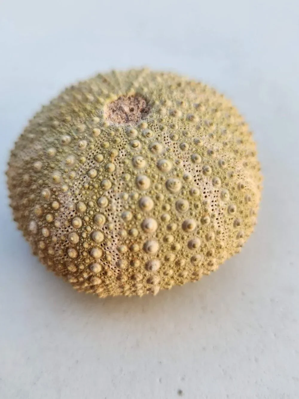 Whole Sea Urchin Fossil Shell Gems and Minerals Rocks Fossils Decor Nautical Nic